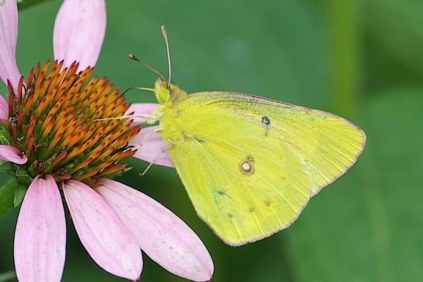 Photo 4. Migrant Butterflies. Orange Sulphur Colias Eurytheme. Photo By RJS 0