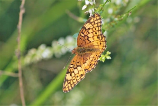 Photo 5. Uncommon Migrant Butterflies. Variegated Fritillary Euptoieta Claudia. Beausejour. Sept 10 2016. 0