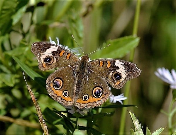 Photo 6. Uncommon Migrant Butterflies. Common Buckeye Junonia Coena. Hecla Island. 2016. Photo By Bob Shettler 0