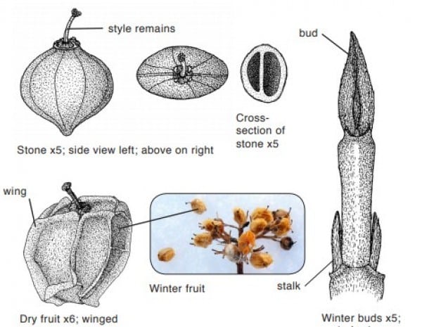 Red Osier Dogwood Cornus Sericea 0