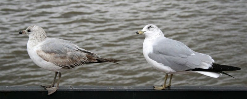 Ring Billed Gull Photo 2 0