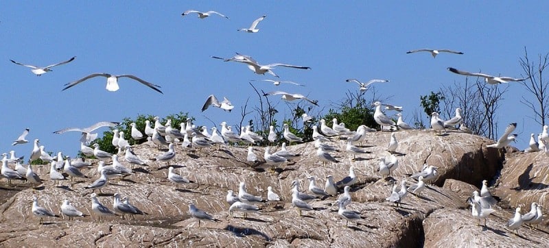 Ring Billed Gull Photo 3 0