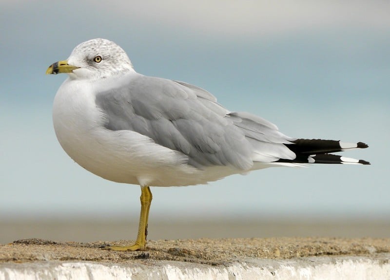 Ring Billed Gull Photo 4 0