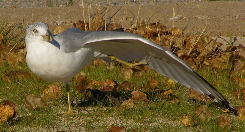 Ring Billed Gull Photo 6 0