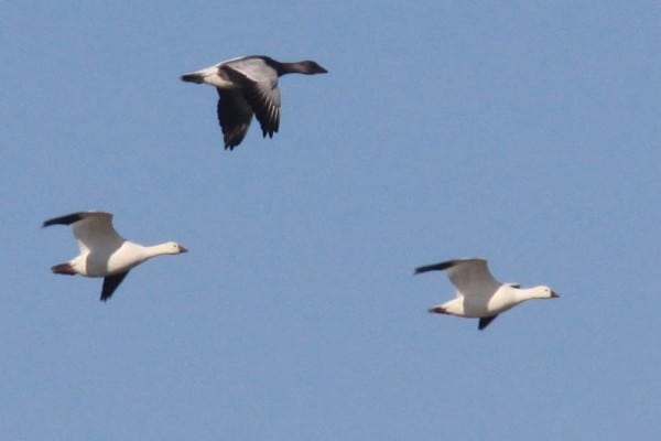 Rosss Goose 5125 Two Whites And Onedark Morph Possible Hybrid Artuso 0