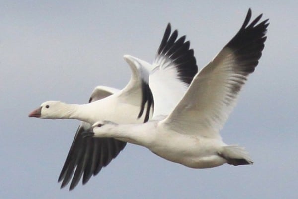 Rosss Goose Ad Juv Flight 0