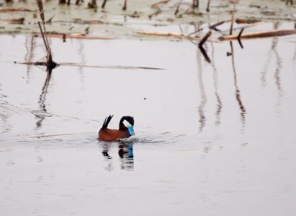 Ruddy Duck LynneaParker1 0