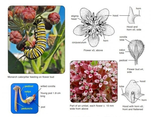 Silky Milkweed Asclepias Syriaca 0