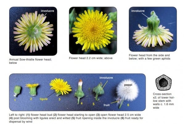 Sow Thistle Sonchus Oleraceus 0