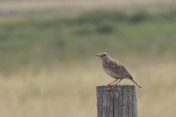 Spragues Pipit Artuso 0