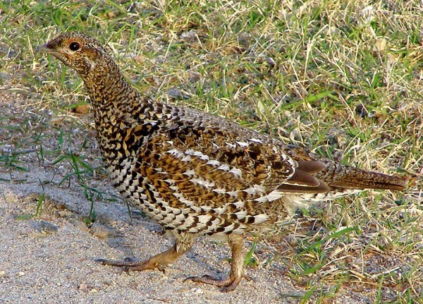 Spruce Grouse Bird Of Month Fig 2 0