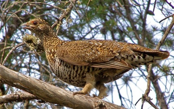 Spruce Grouse Bird Of Month Fig 3 0