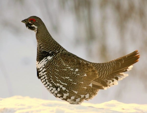 Spruce Grouse Bird Of Month Fig 4 0