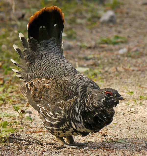 Spruce Grouse Bird Of Month Fig 5 0
