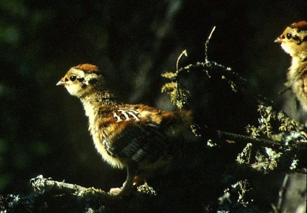 Spruce Grouse Bird Of Month Fig 6 0