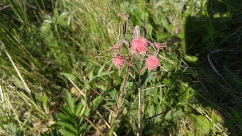 Three Flowered Avens 0