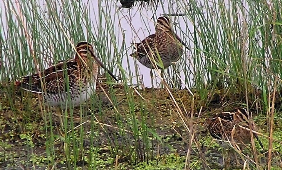 WISN2 Trio Nr CoulterMB 26aug2005 0433 Crop 960x580