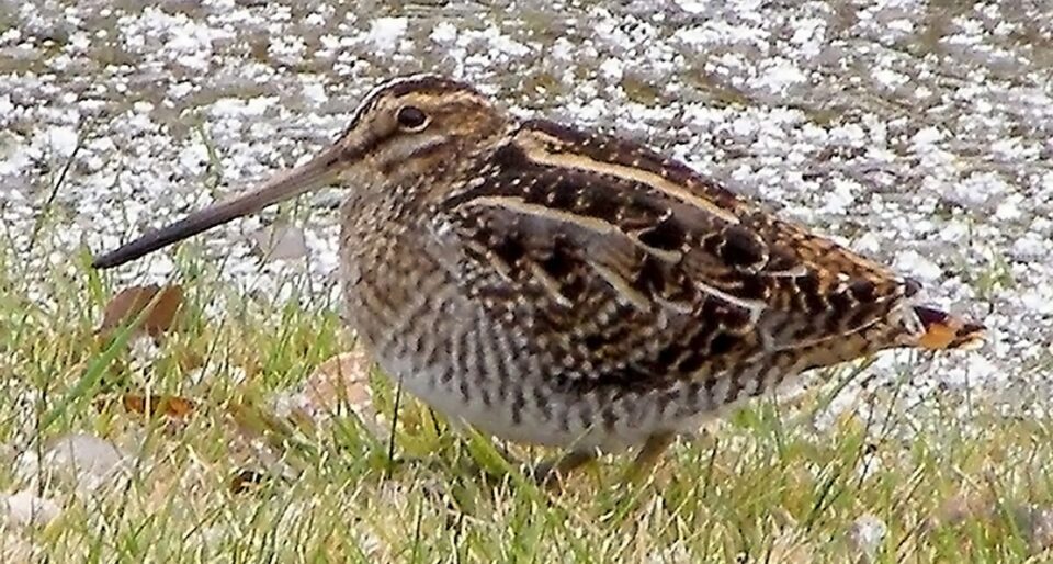 WISN3 Nr Lac Du BonnetMB 21oct2006 0236 960x514