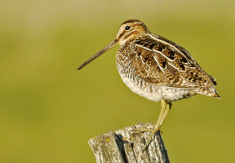 WISN4 Nr BroomhillMB 29may2015 0658 Crop 960x669