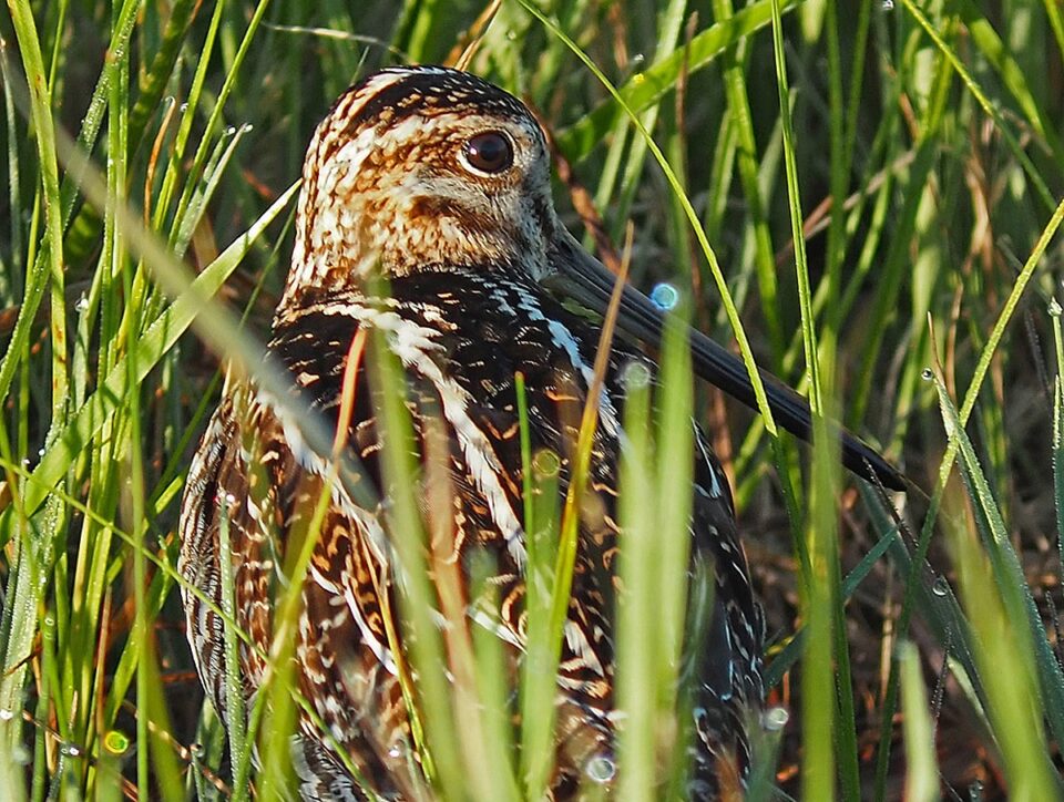 WISN5 Near WhitemouthMB 14jun2021 0363 Crop 960x724
