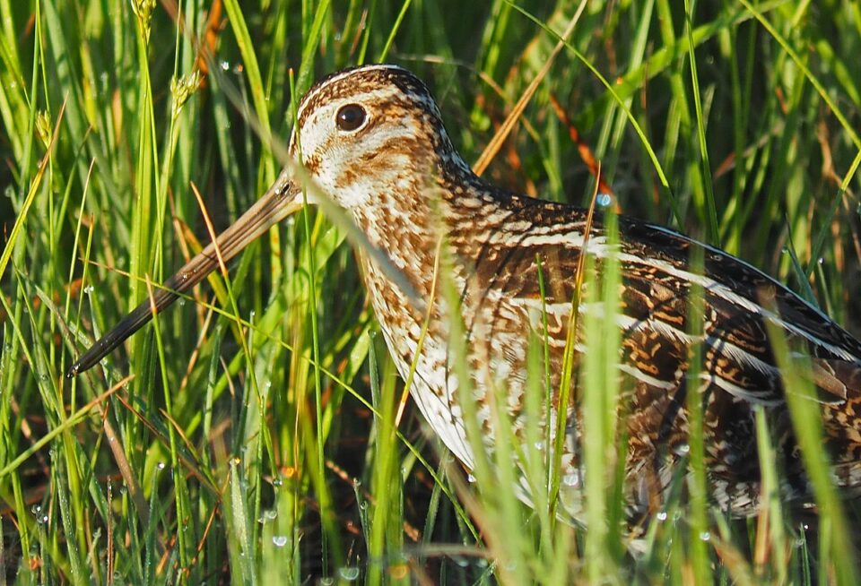 WISN6 Near WhitemouthMB 14jun2021 0358 Crop 960x654