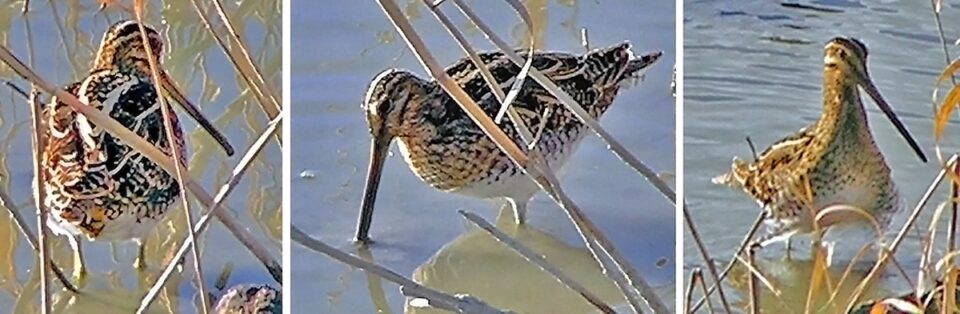 WISN7 Common Snipe La Capeliere 14feb2005 Montage 960x314