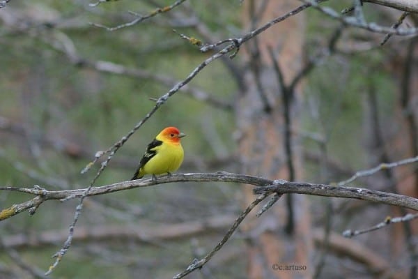 Western Tanager 8128 M 0