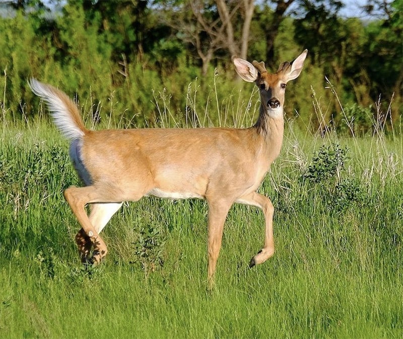 White Tailed Deer Katherine French 1