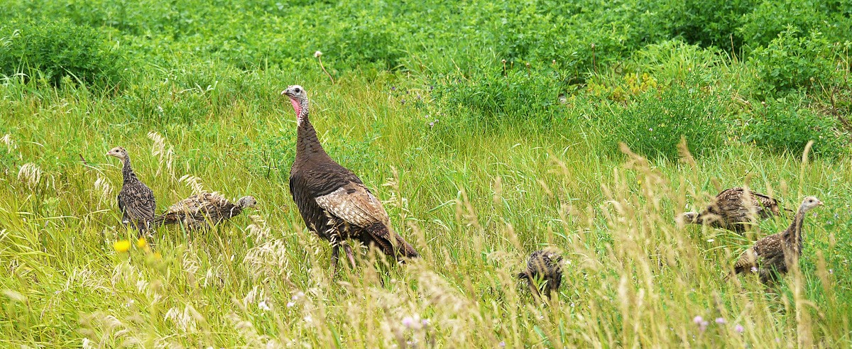 Wild Turkey Family Peter Taylor Near Whitemouth 03aug2013 0302 Crop