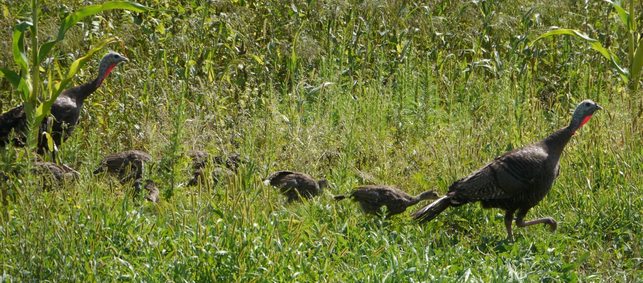 Wild Turkey Family Sw Of Portage Sept 4 2011 P1100650 Cropped Scaled
