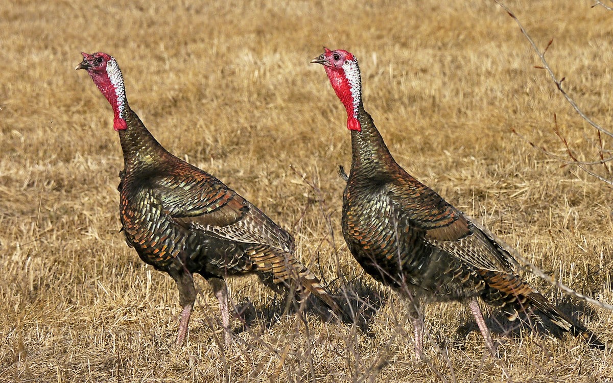 Wild Turkey Males Peter Taylor Near PrawdaMB 06apr2017 0441 Crop