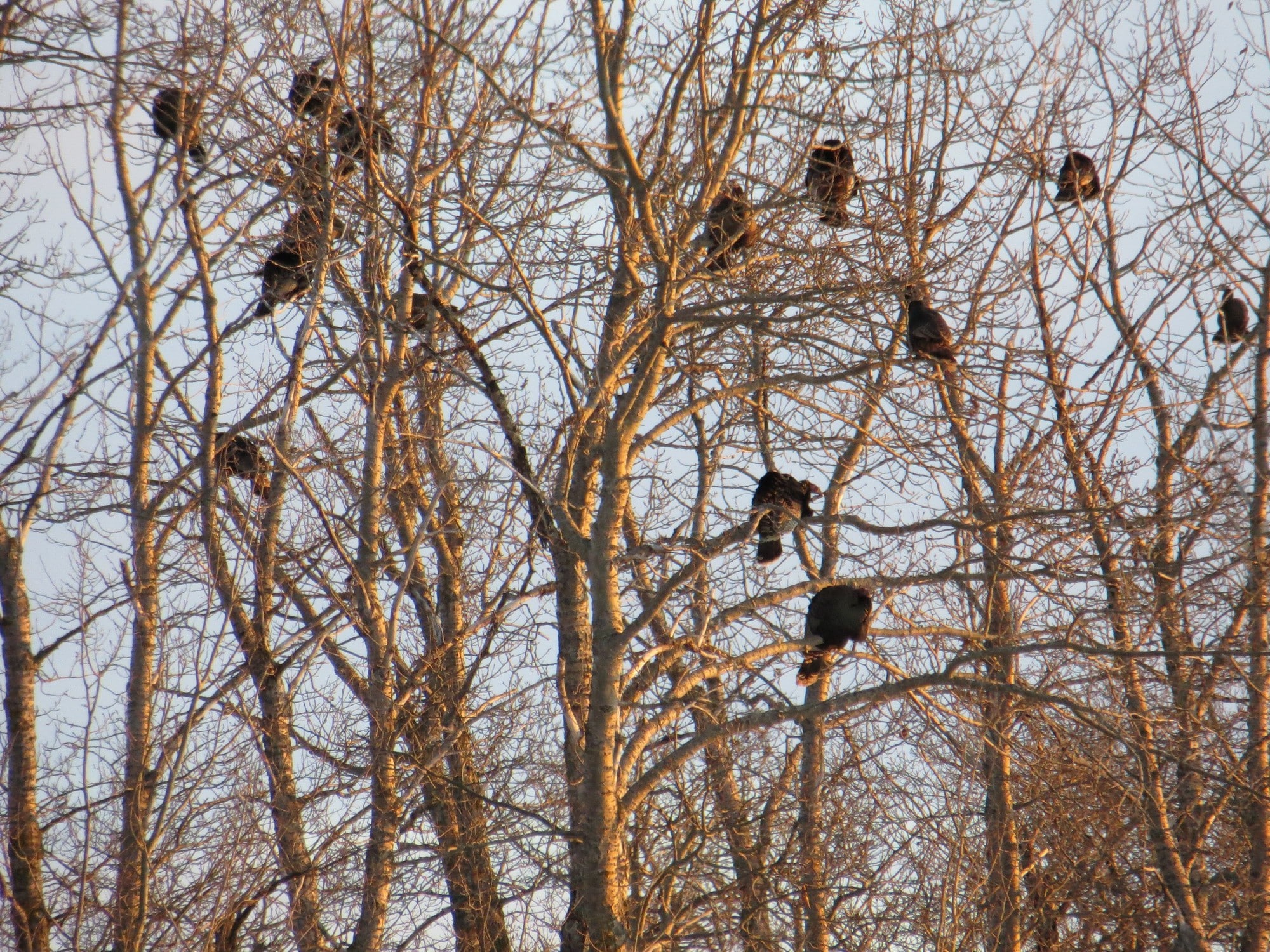 Wild Turkeys Roosting Near Fannystelle MB Feb 1 2014 IMG 1276 Resize