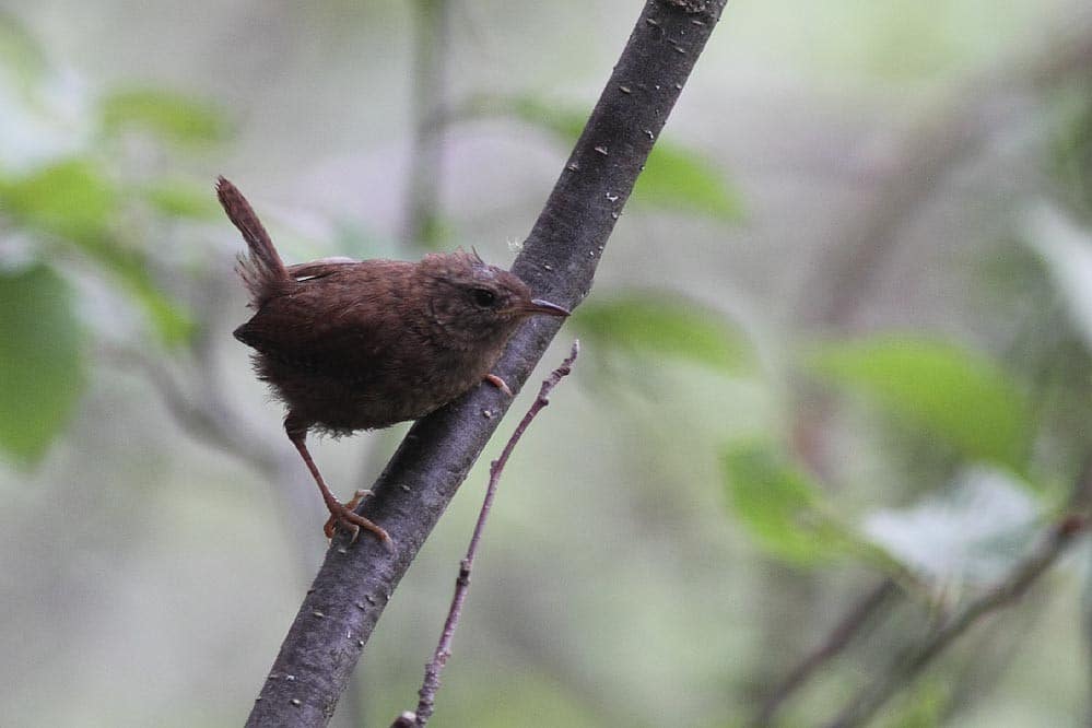 Winter Wren 6619
