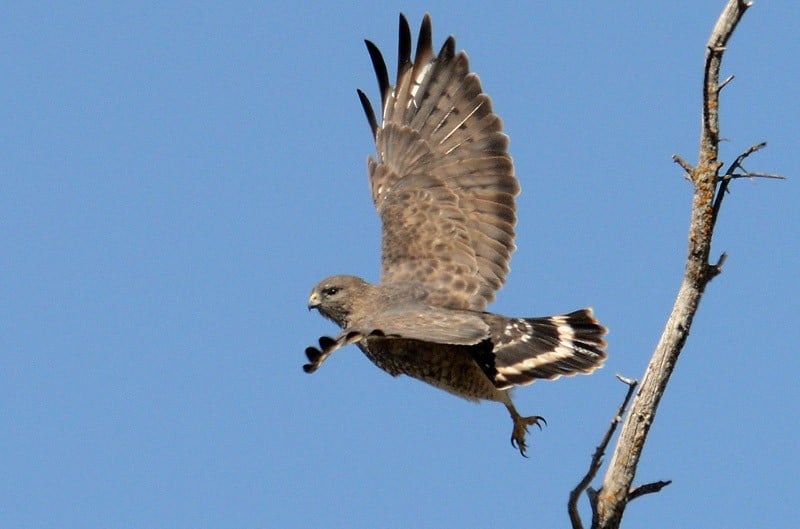 Bwha6438 WebjNM GarryBudyk