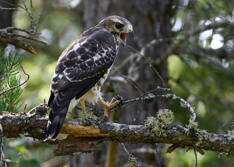 BwhaAgassizRd1559 WebjNM GarryBudyk