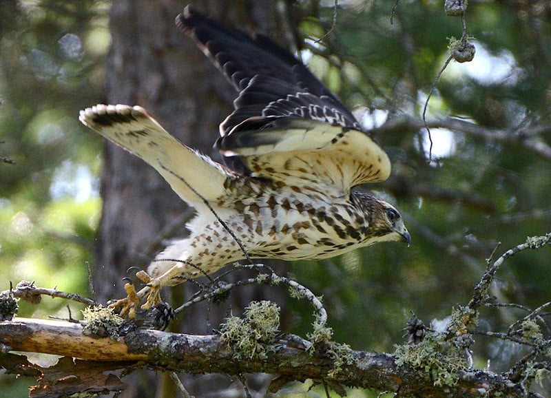 BwhaAgassizRd1563 WebjNM GarryBudyk