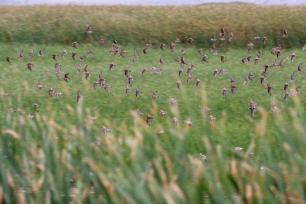 For Iba Mixed Flock Shorebirds Whitewater Lake Manitoba Lynnea A Parker 6911 0