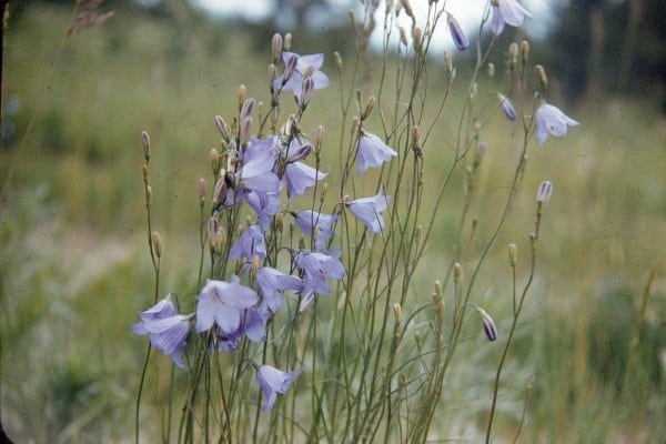 Harebell 0