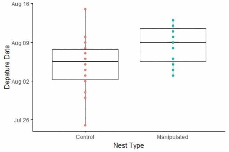 Purplemartinfigure 0
