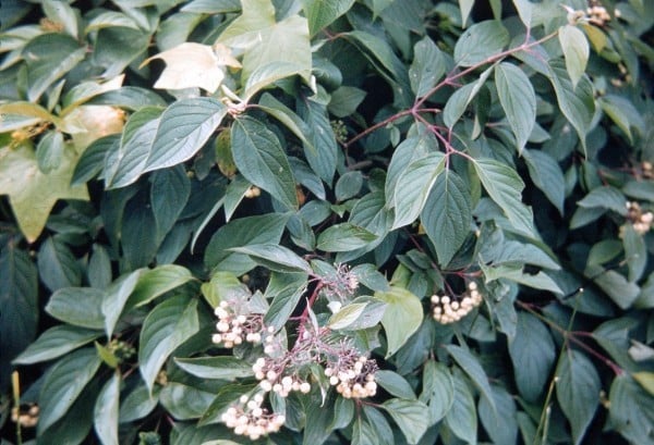 Red Dogwood Berries 0