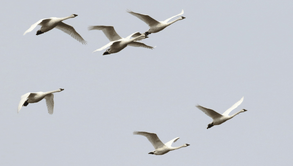 Tundraswan2 0 1