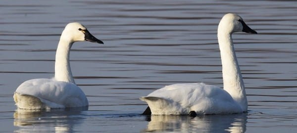 Tundraswan3 0 1