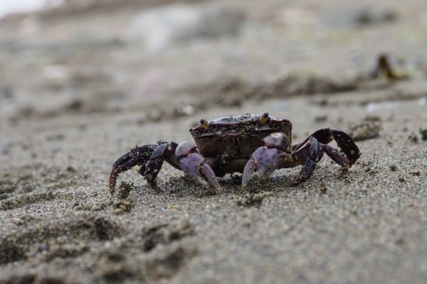 Westcoasthike2016 Ronsegstro 0