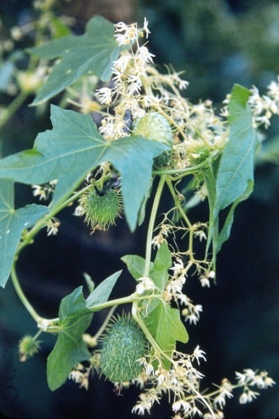 Wild Cucumber Fruit 0