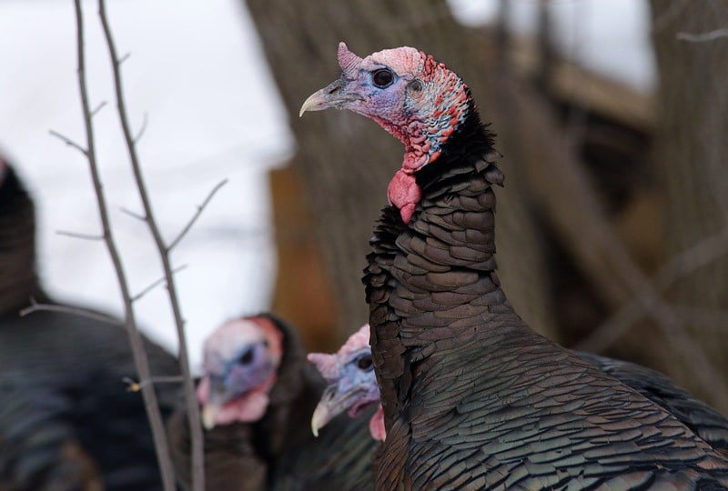 Witu7287 WebjNM GarryBudyk